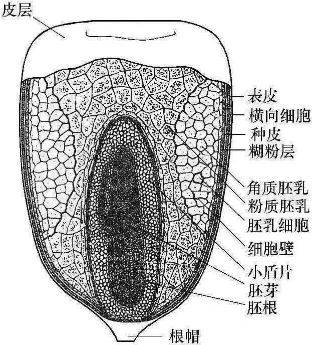 一、玉米的分類及子粒結(jié)構(gòu)